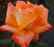 Realistic Orange Rose unknow artist